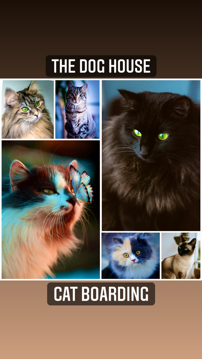 Animal Boarding Cattery 2024 The Dog House Alice Springs