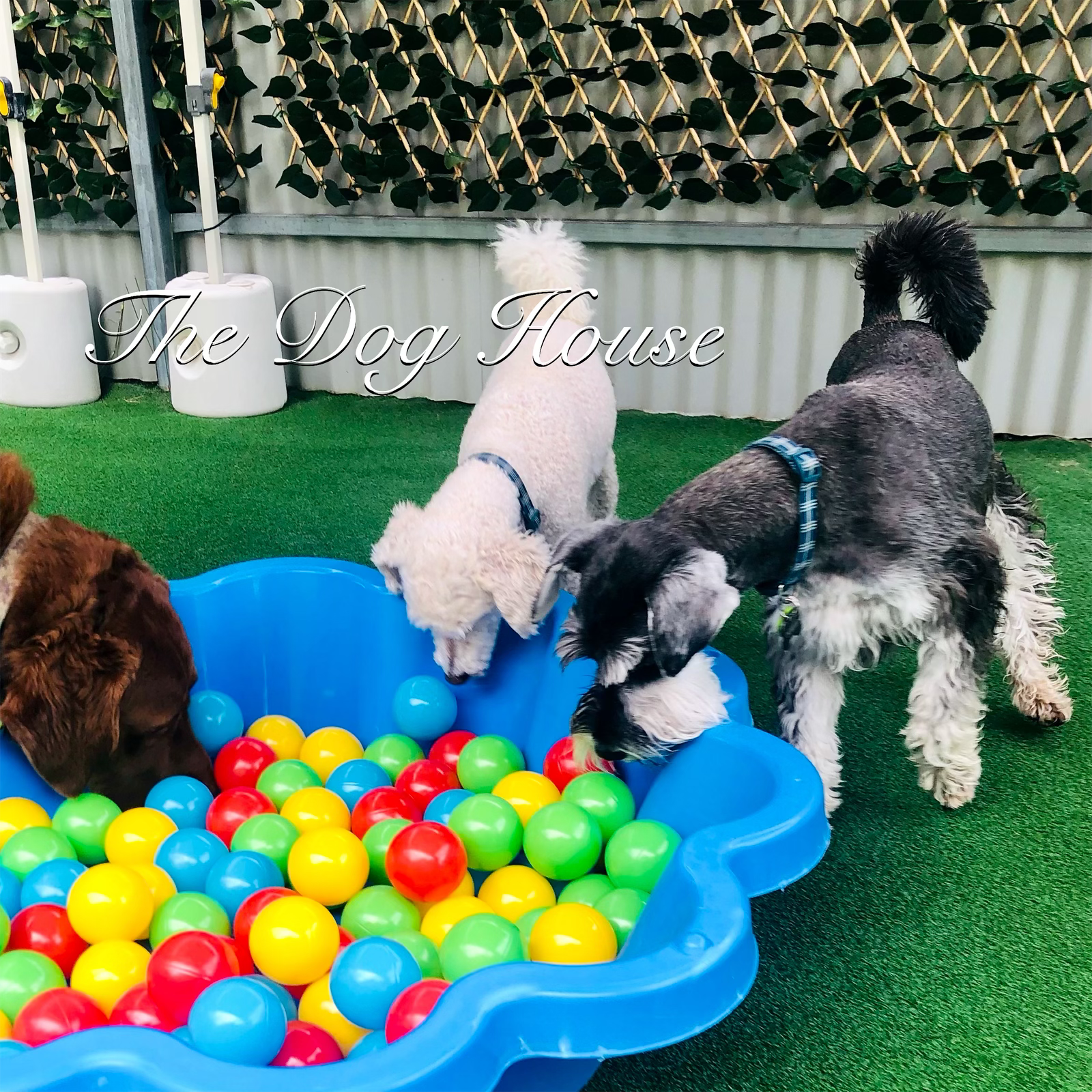 Doggy Day Care : Additional 2024