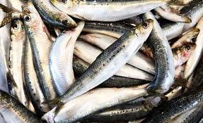 Raw Meaty Bones : Sardines